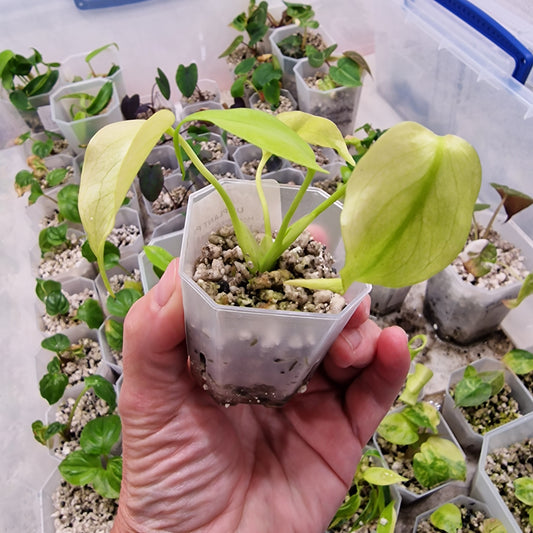 Monstera Crème Brûlée Fully Aurea - 5cm pot