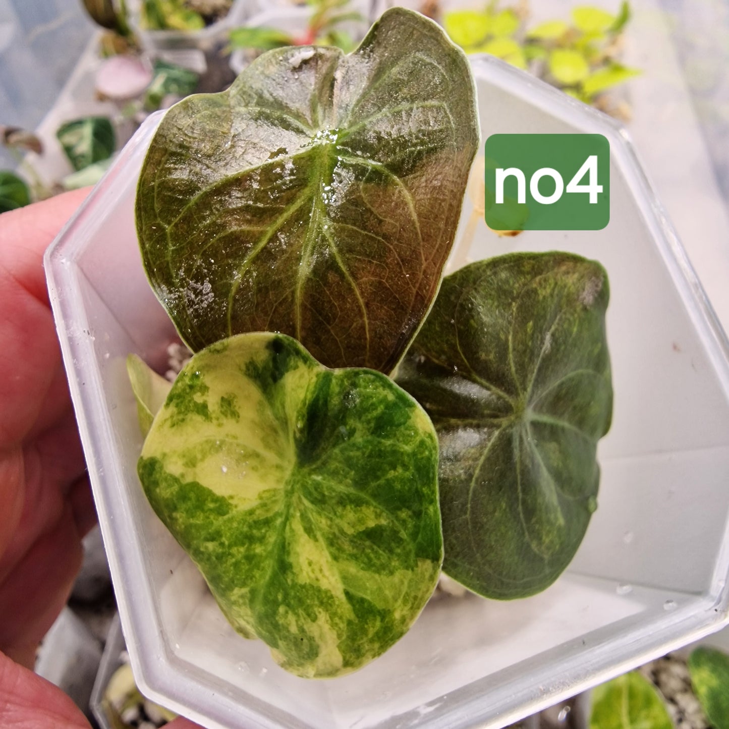 Alocasia Wentii Aurea - choose your own