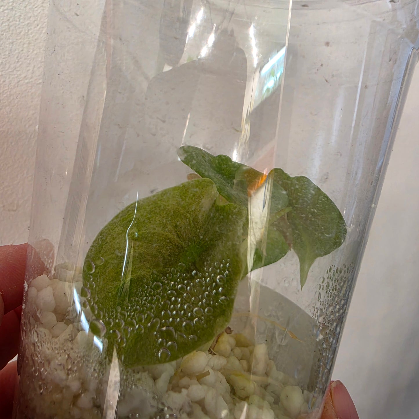 Alocasia Cuprea Pink Spot – Exact Plant No. 2 - See Description