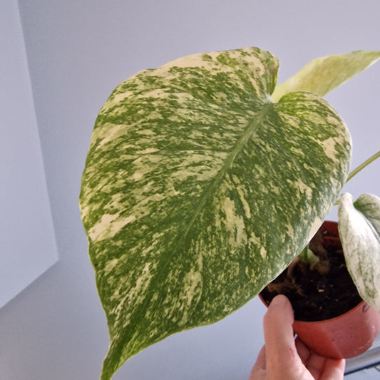 Monstera Mint Rare Houseplant 10.5cm pot (b)