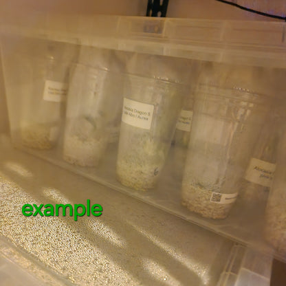 Tissue Culture Acclimatisation Dome Cup Kit 591ml – 70% Perlite / 30% Stratum