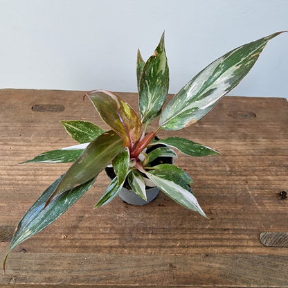 Philodendron Red Anderson – 6cm Pot