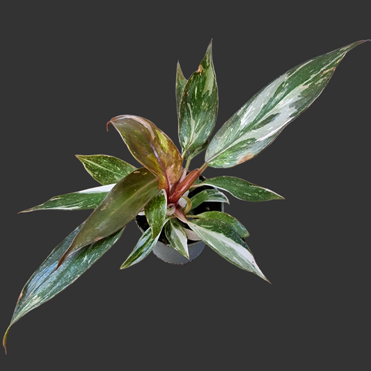 Philodendron Red Anderson – 6cm Pot