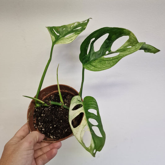 Monstera Adansonni Variegated #1