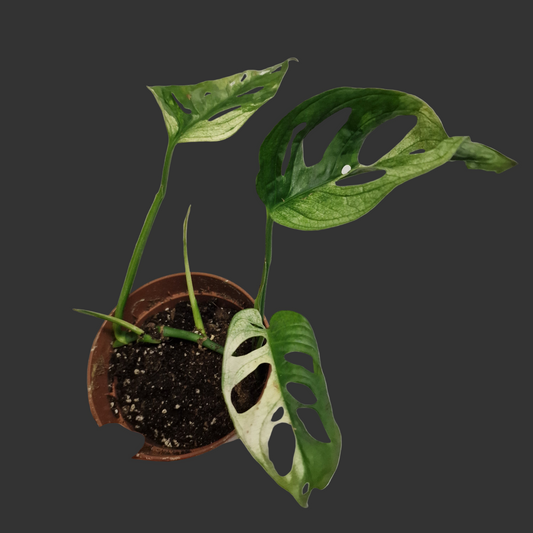 Monstera Adansonni Variegated #1