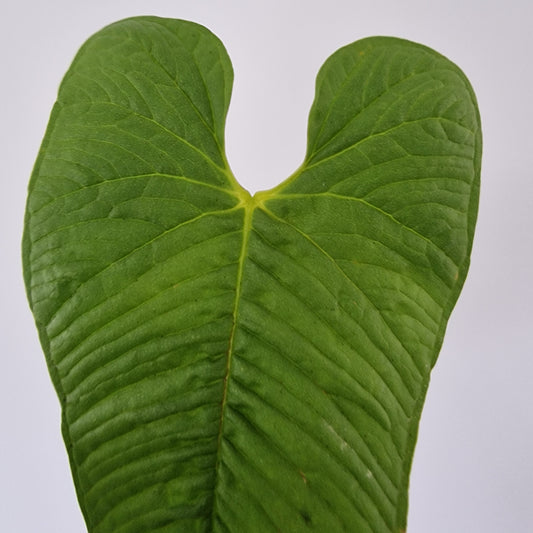 Ecuagenera Rehab Philodendron argyrostachyum