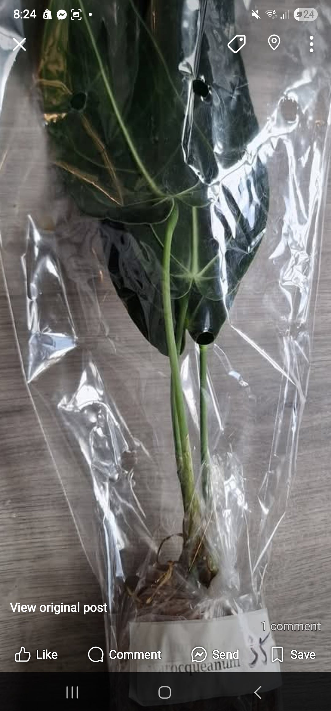 Sunday Sale - Autumn 2 x Anthurium