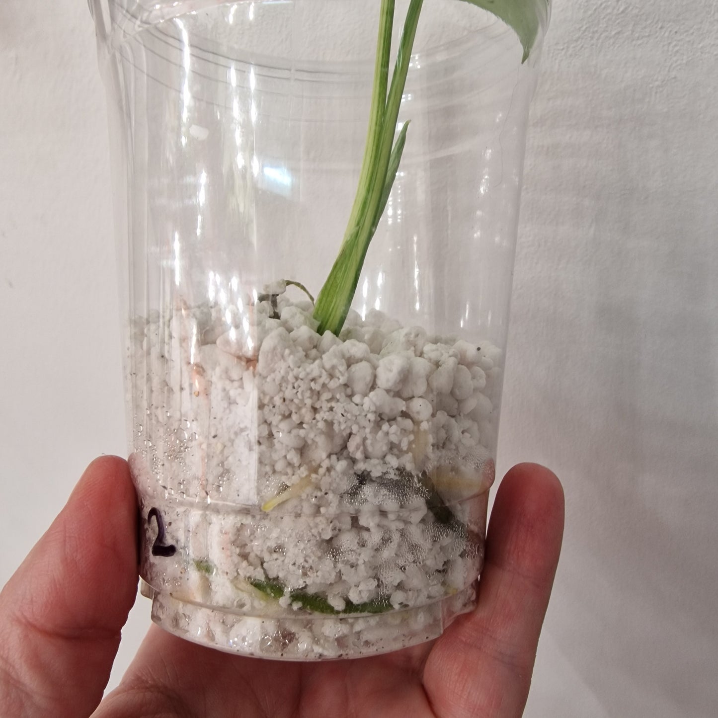 Monstera Bulbasaur – Young TC Plant (Exact Plant #1-12)