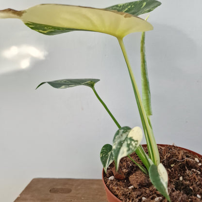 Monstera Deliciosa Aurea – 12cm Pot (#3)
