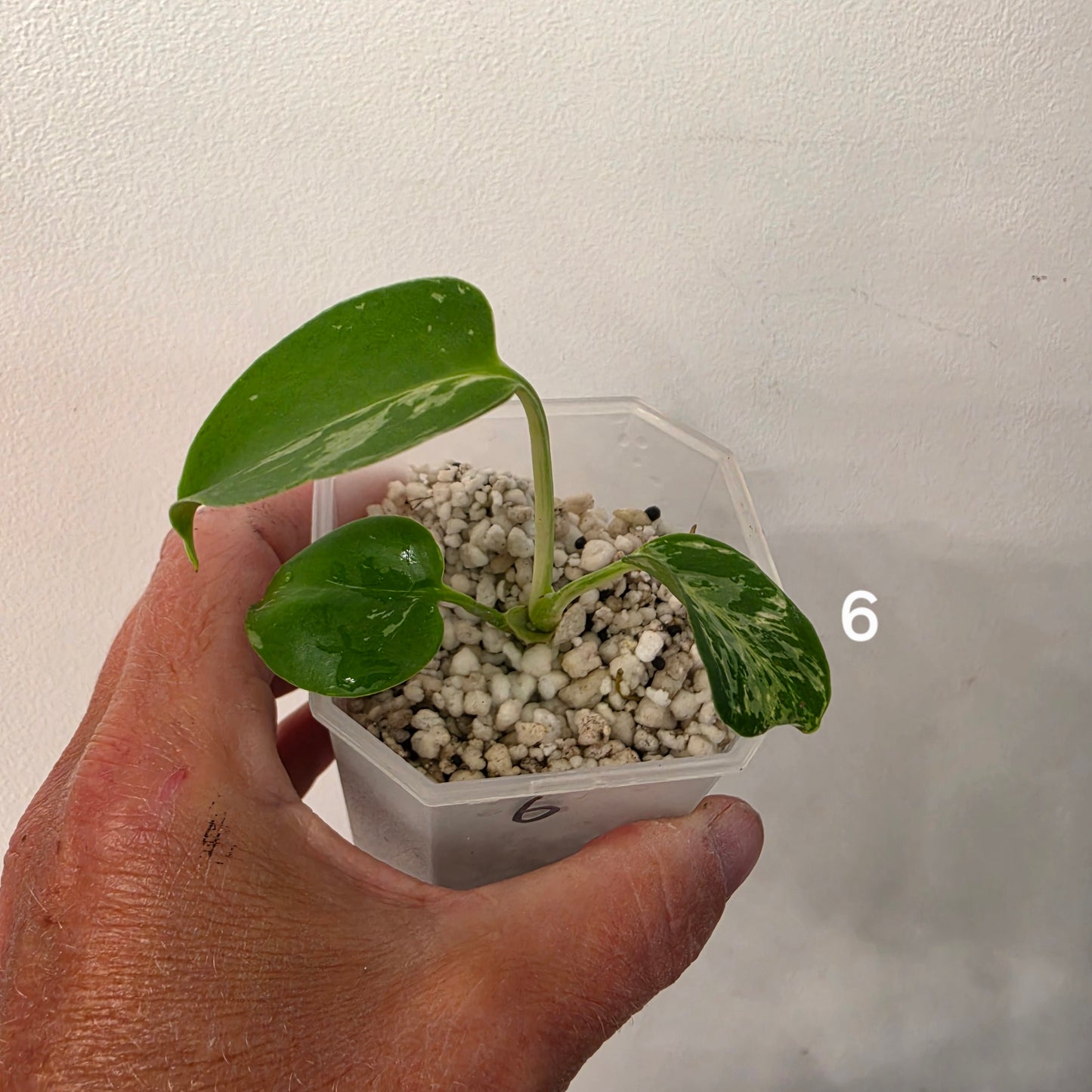 Monstera Bulbasaur 7cm pot – Choose Your Own
