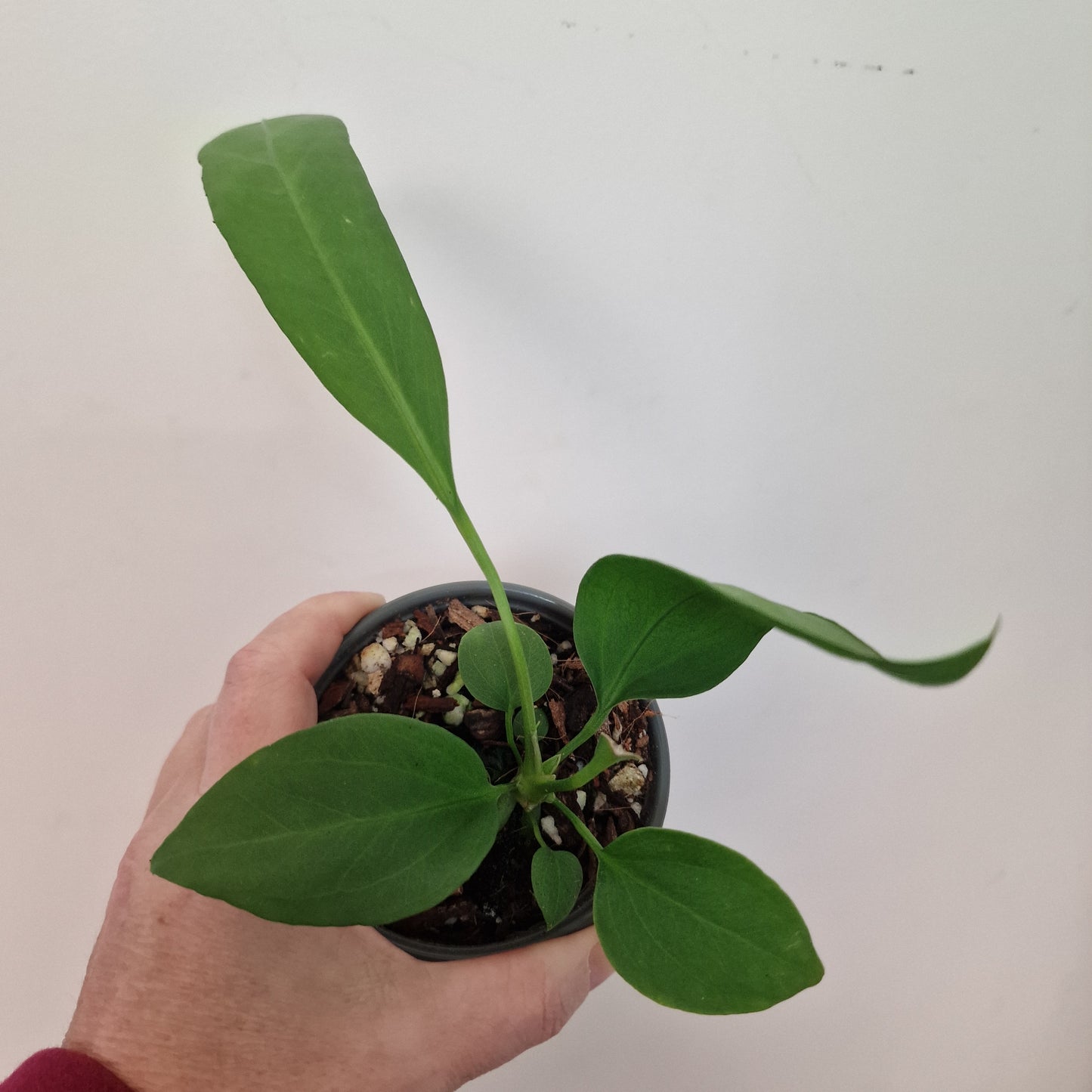 Anthurium Vittarifolium Rare Houseplant 9cm pot #1