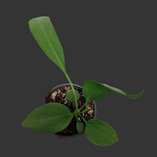 Anthurium Vittarifolium Rare Houseplant 9cm pot #1