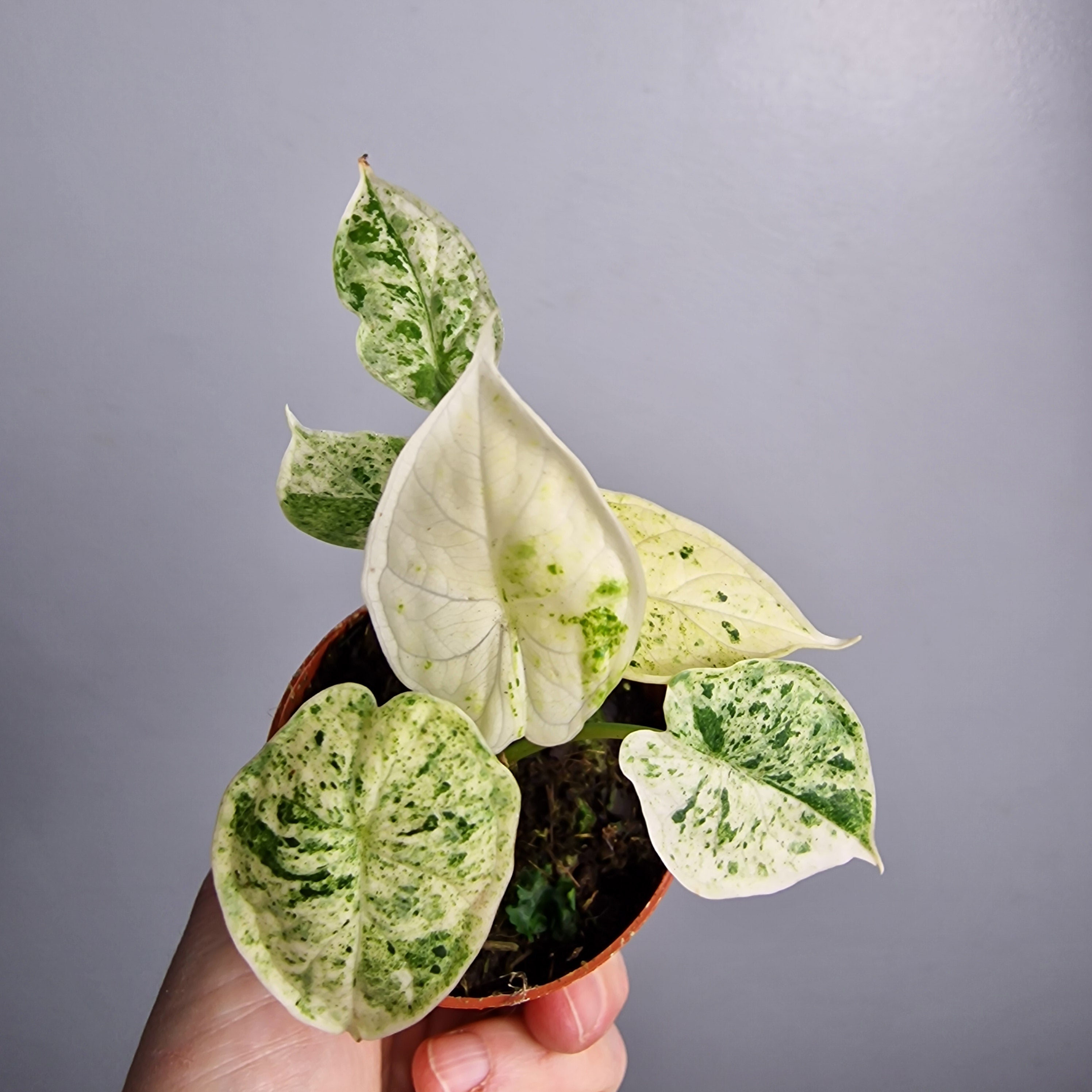 Alocasia Dragon Scale Variegata | Rare Variegated Alocasia – Chop