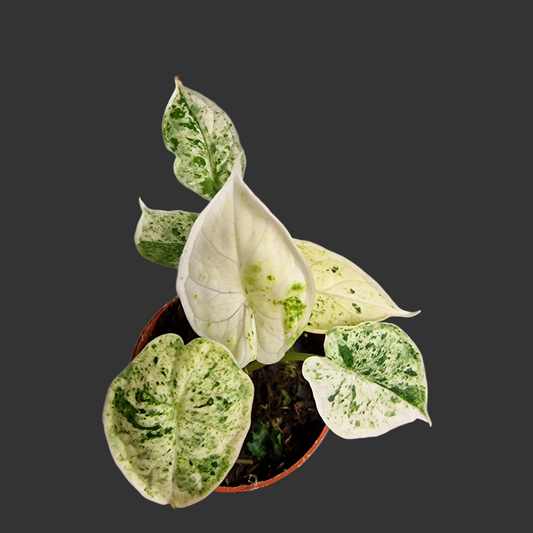 Alocasia Dragon Scale Variegata – 7 cm Pot - Exact Plant (#4)