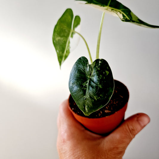 Alocasia Variegated Frydek Houseplant 7cm pot (3)