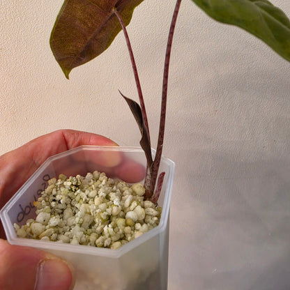 Alocasia Pseudo Sanderiana Pink Variegata – Established | Exact Plant #2
