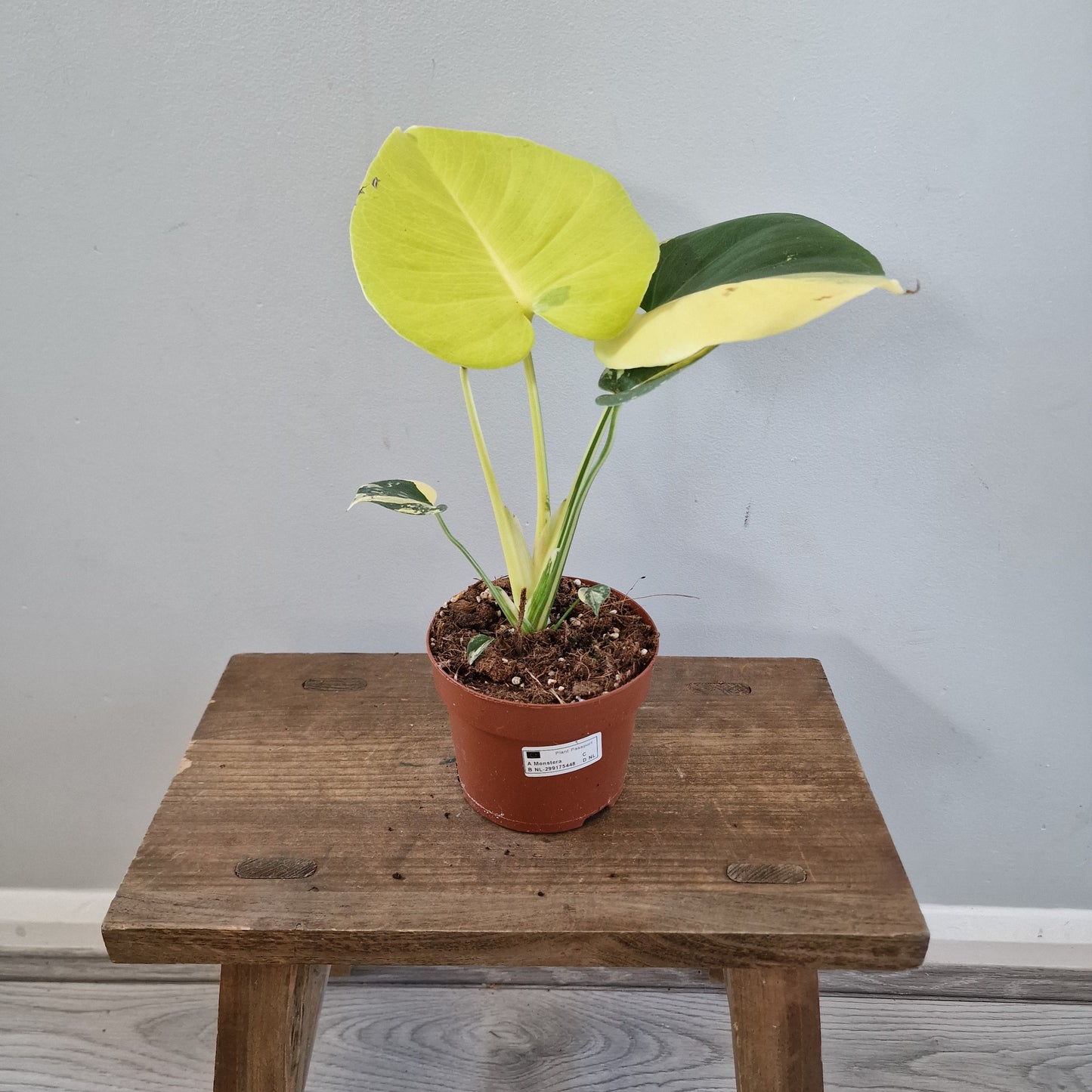 Monstera Deliciosa Aurea – 12cm Pot (#15)