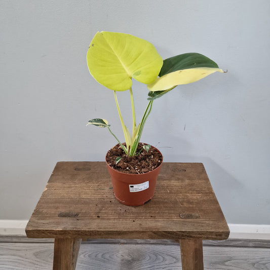 Monstera Deliciosa Aurea – 12cm Pot (#15)