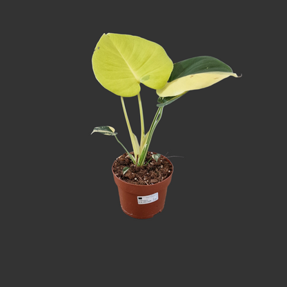 Monstera Deliciosa Aurea – 12cm Pot (#15)