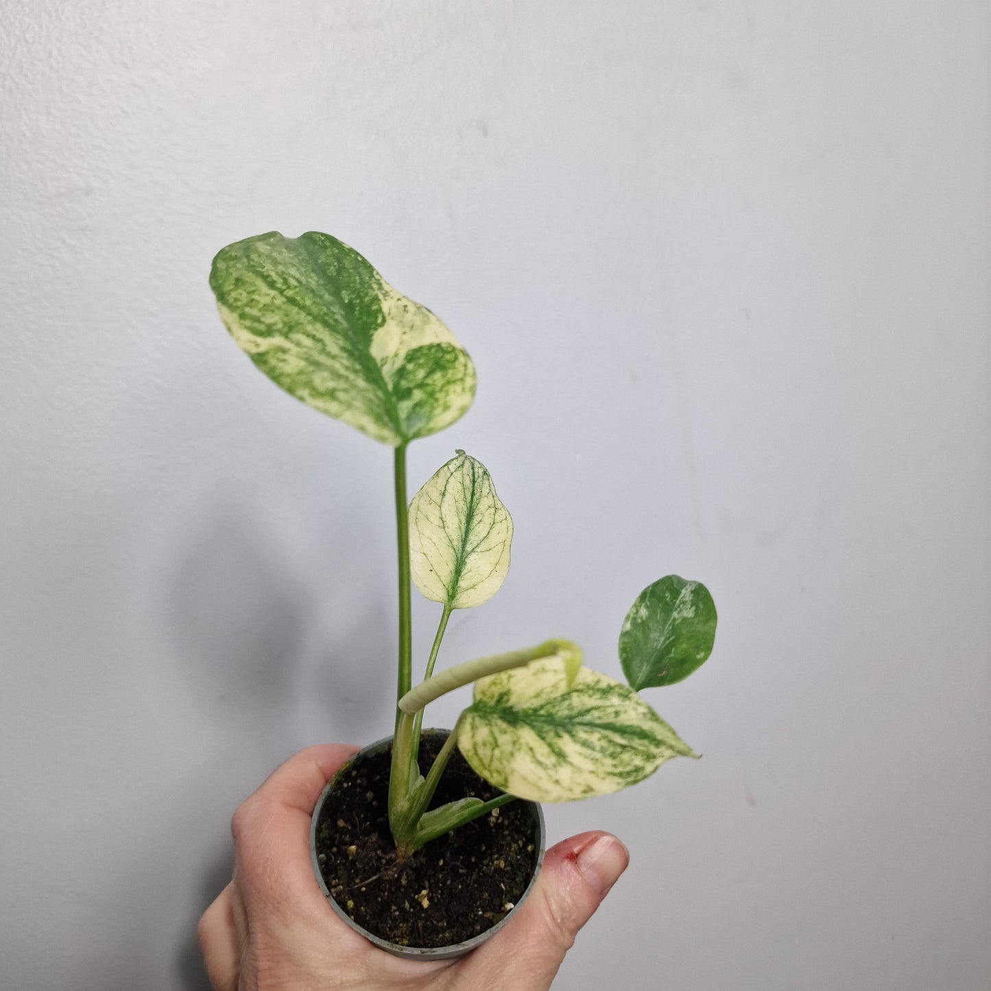 Monstera Mint – 6cm Pot (#3)