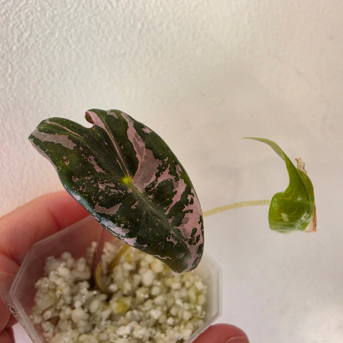 Alocasia sp. ‘Pink Nobilis’ Variegata Tissue Culture 🌸 see description