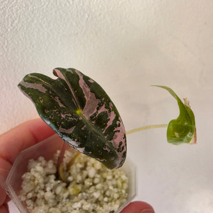 Alocasia sp. ‘Pink Nobilis’ Variegata Tissue Culture 🌸 see description