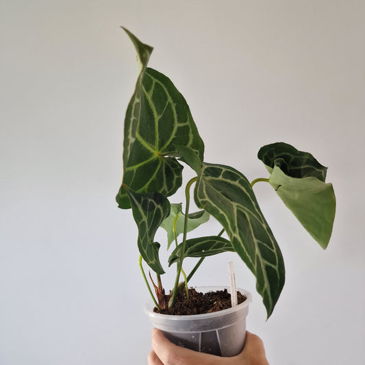 Ecuagenera Rehab Anthurium Blushed Forget