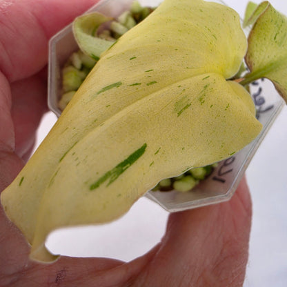 Kaempferia Pulchra Variegata – Established | Exact Plant #1