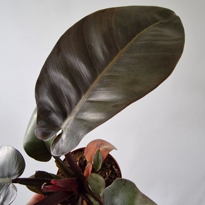 Philodendron Black Cardinal Rare Houseplant 12cm pot