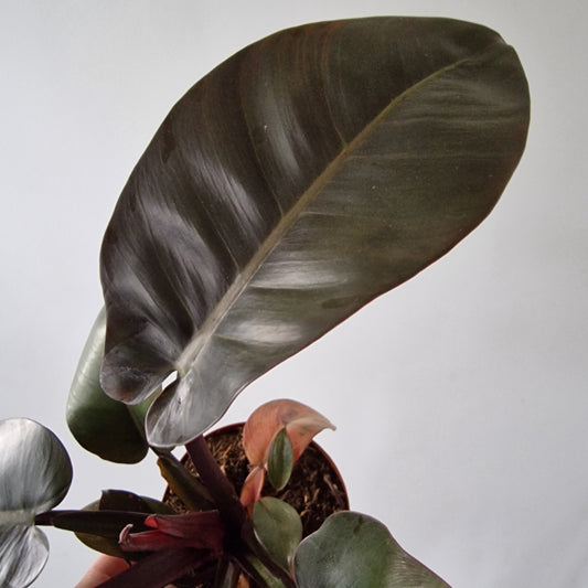 Philodendron Black Cardinal Rare Houseplant 12cm pot