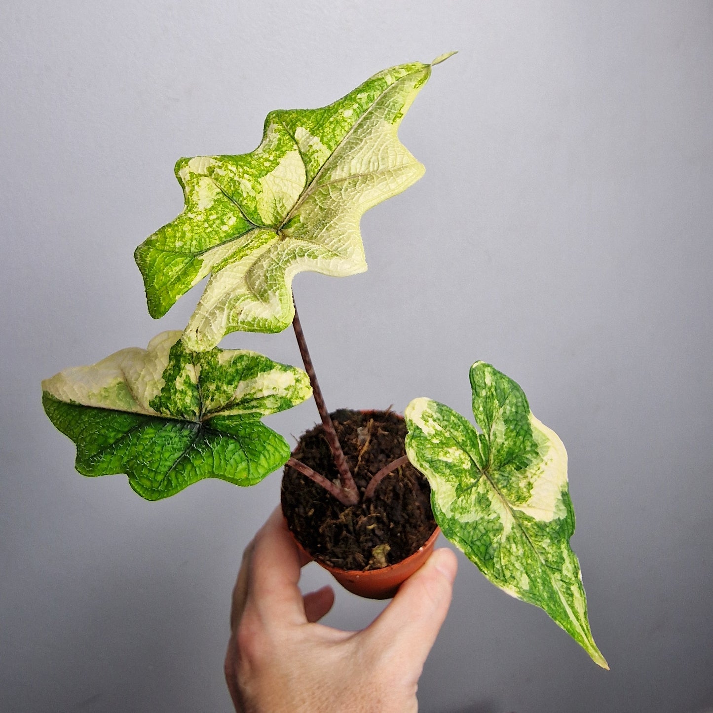 Alocasia Jacklyn Variegata – 7 cm - Exact Plant - Pot (#2)
