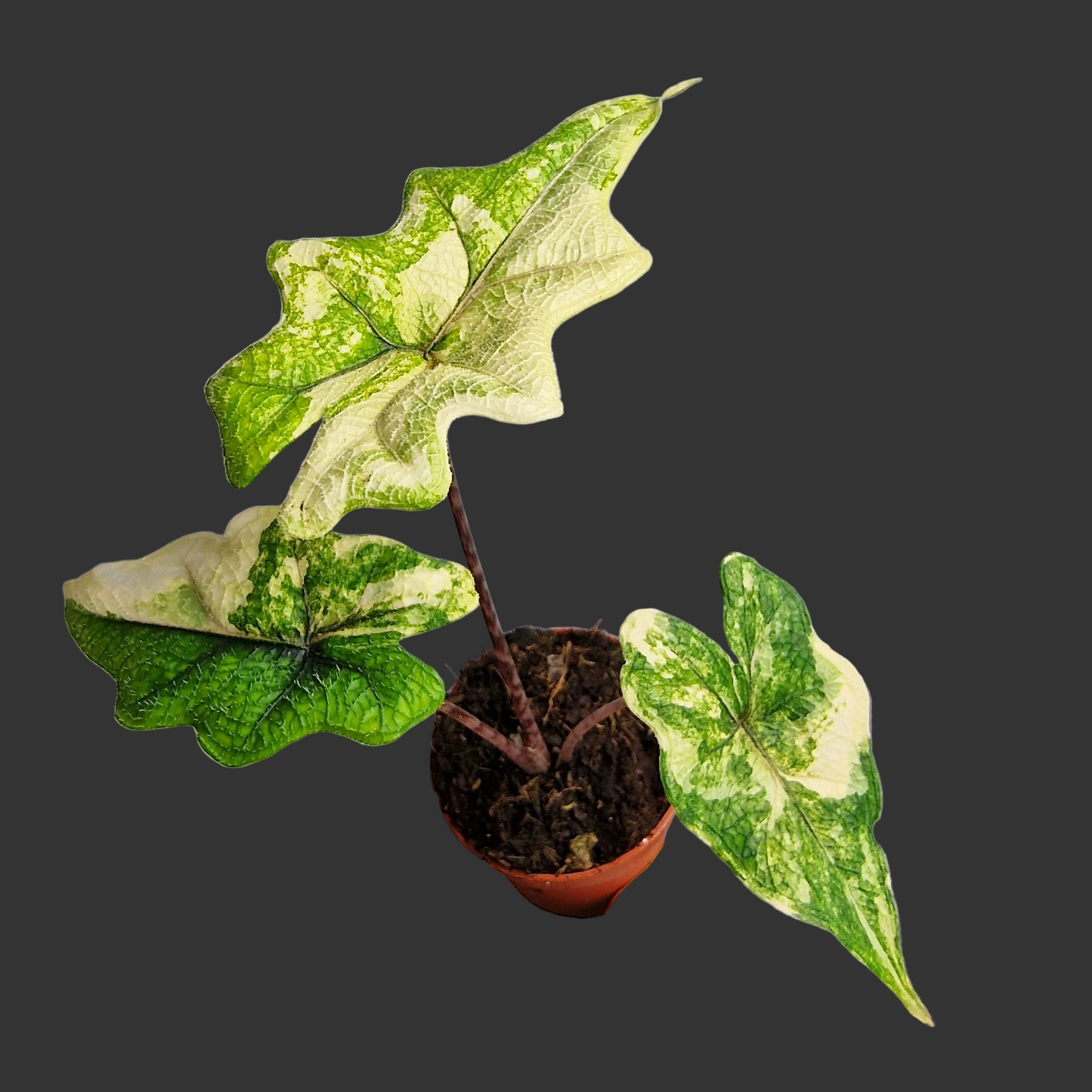 Alocasia Jacklyn Variegata – 7 cm - Exact Plant - Pot (#2)