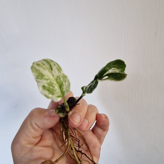 Monstera Frozen Freckle Top Cutting rooting  in Water