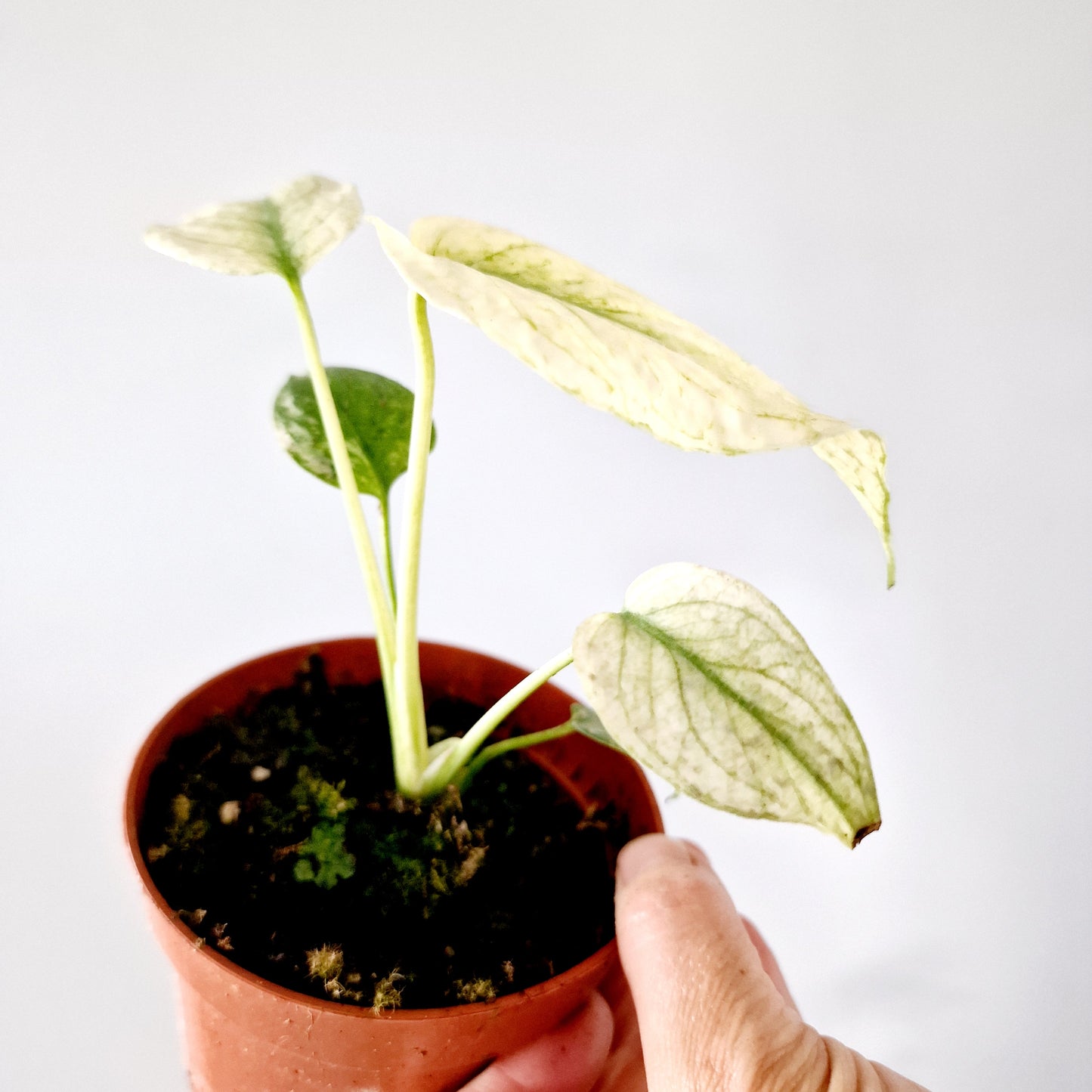 Monstera Deliciosa Mint Variegata Rare Houseplant 10.5cm pot (2)