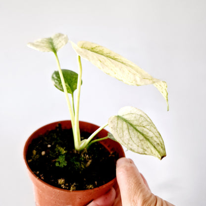 Monstera Deliciosa Mint Variegata Rare Houseplant 10.5cm pot (2)