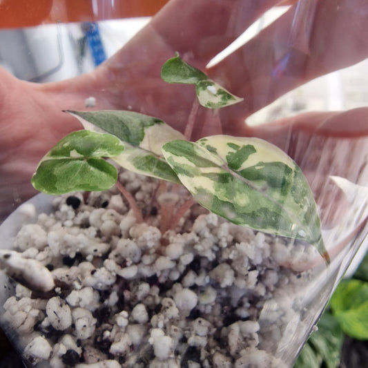 Alocasia Yucatan Princess Variegated – Exact Plant (1)