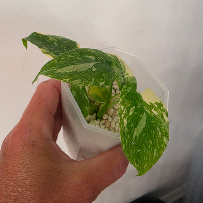 Monstera Crème Brûlée – Exact Plant No. 3 - See Description
