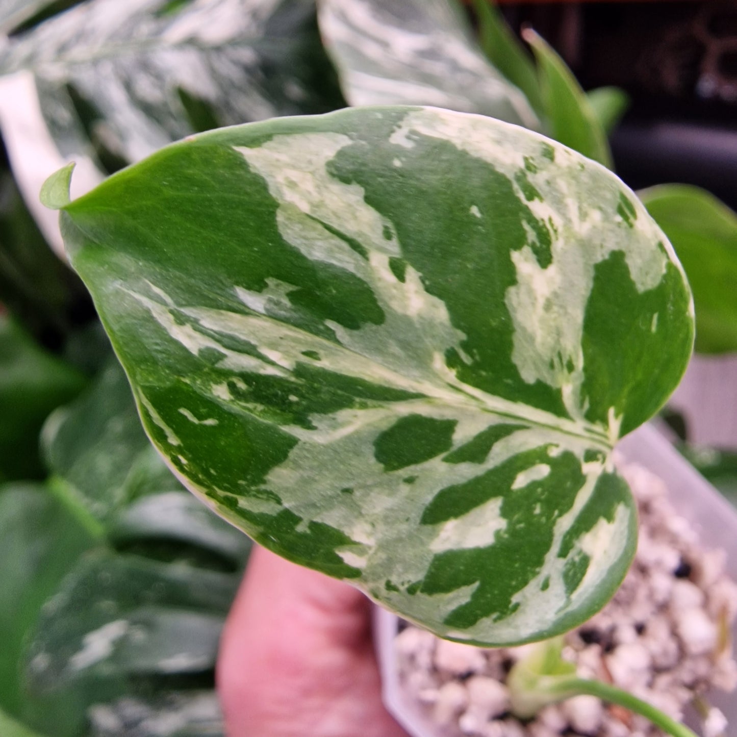 Monstera Bulbasaur see description