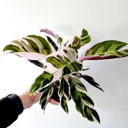 Calathea White Fusion Houseplant 10.5cm pot