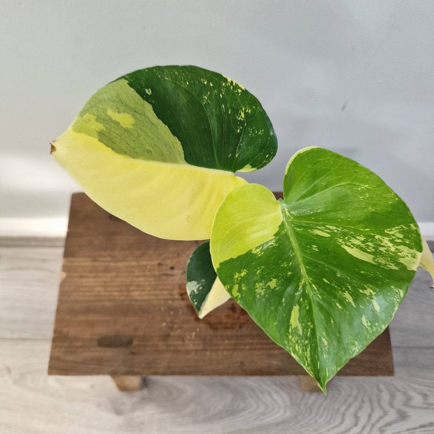 Monstera Deliciosa Aurea – 12cm Pot (#6)