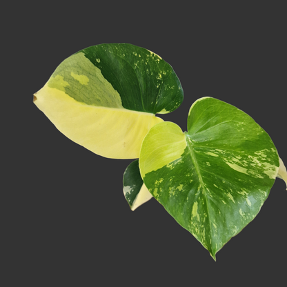 Monstera Deliciosa Aurea – 12cm Pot (#6)