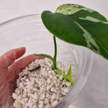 Monstera Bulbasaur – Young TC Plant (Exact Plant #1-14)