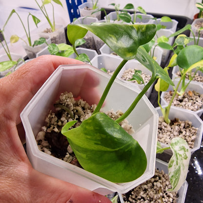 Monstera Electrolight Variegated – Exact Plant (#7)