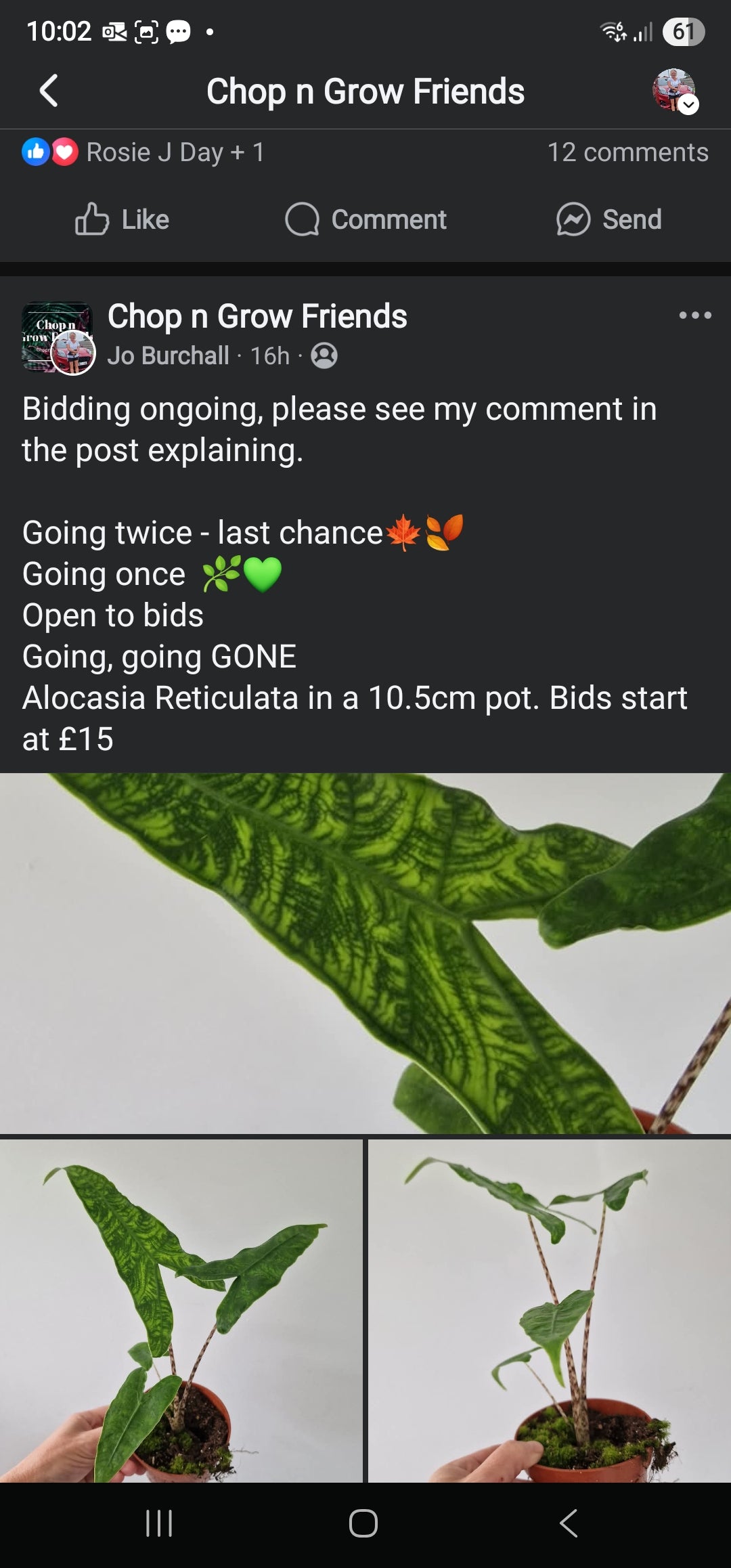 Sunday Sale Jay Alocasia