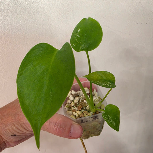Monstera Devil Monster – Lightly Variegated / Speckled – Exact Plant (L3)