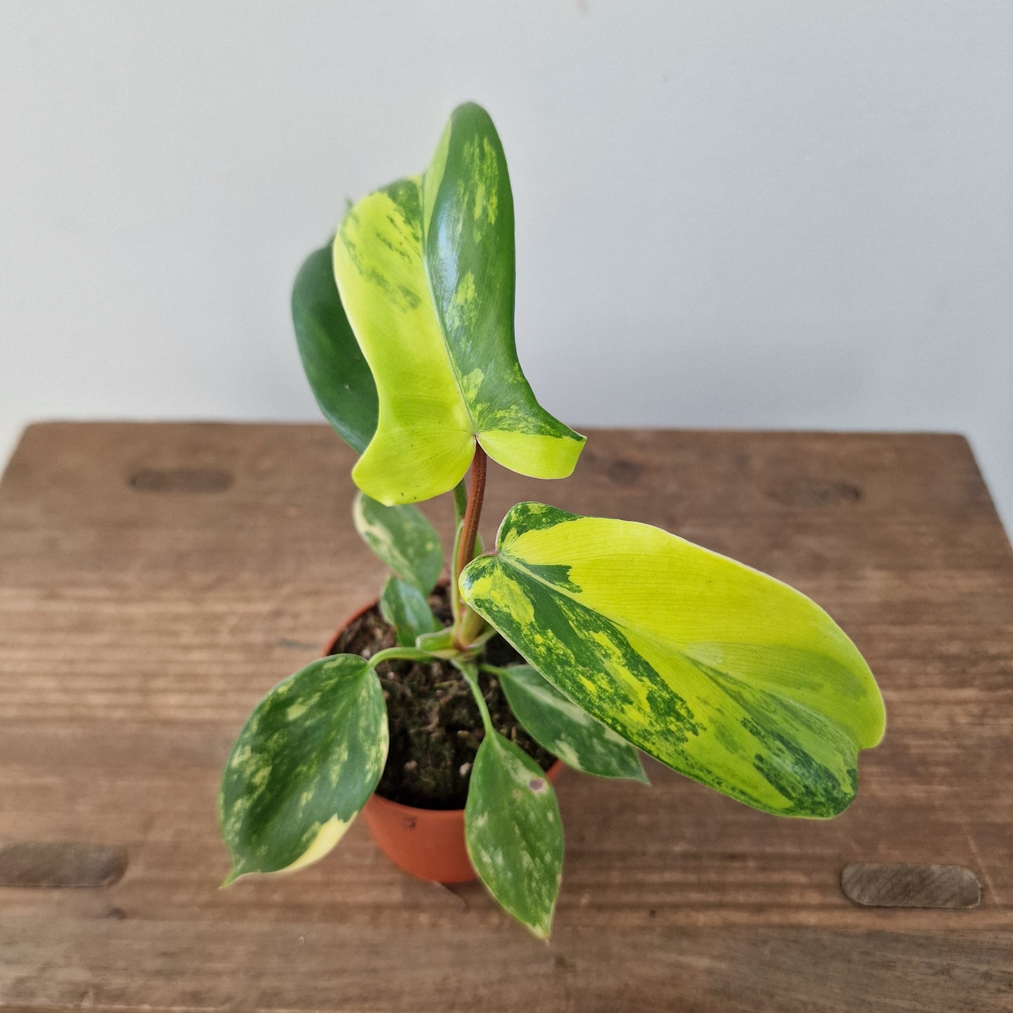 Philodendron Florida Beauty – 7cm Pot (#3)