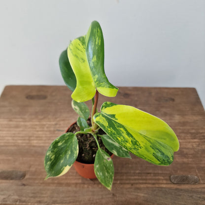 Philodendron Florida Beauty – 7cm Pot (#3)