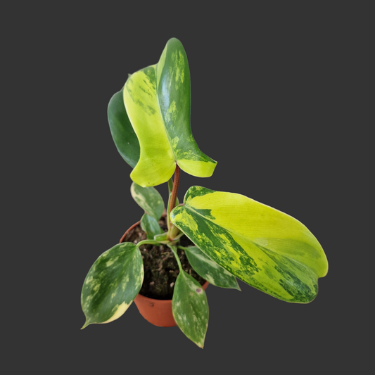 Philodendron Florida Beauty – 7cm Pot (#3)