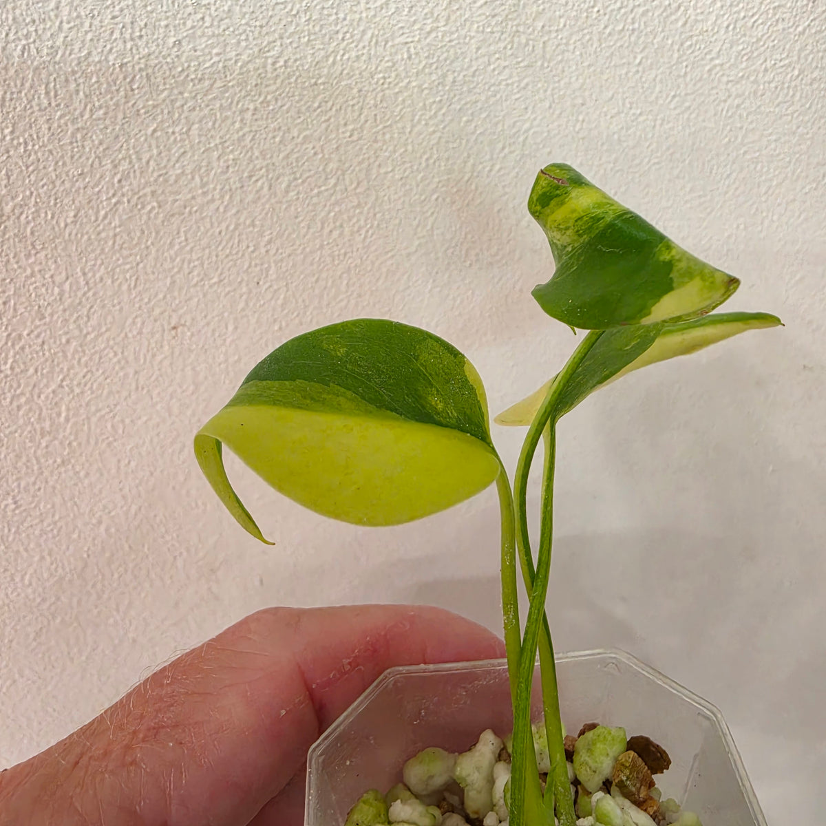 Monstera Yellow Marilyn Variegated – Exact Plant #4