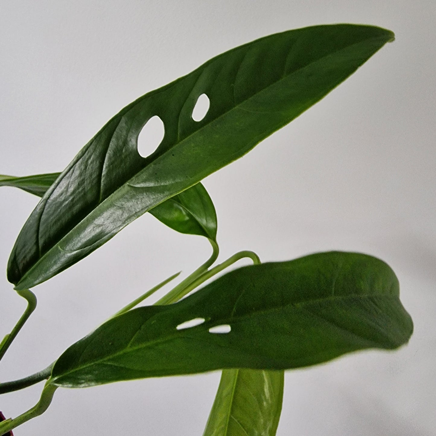 Monstera Obliqua Yasuni Rare Houseplant 9cm pot (1)